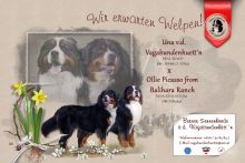 wurfplanungunaOllie1