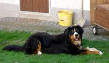 Eddy-liegend-April-2009