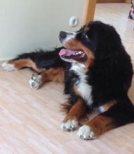 Ellis-von-der-Vagabundenhttn-April-2015