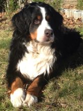 Fanny-von-der-Vagabundenhttn-092015