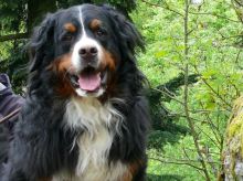 Finn-von-der-Vagabundenhttn-April-2015