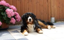 Hans-Heinrich-vdVagabundenhttn-14Mon