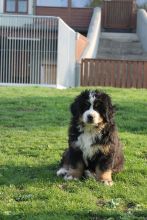 Rasputin-von-der-Vagabudenhttn