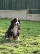 Romeo-von-der-Vagabundenhttn