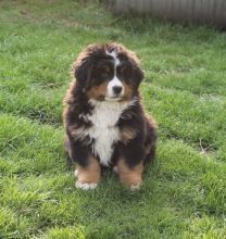 Ronja-von-der-Vagabundenhttn-1