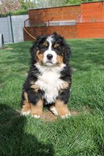 Rosali-von-der-Vagabundenhttn