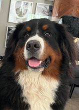 494110695102296732794037097663406026329514854n