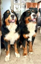 Valentina--Valentino