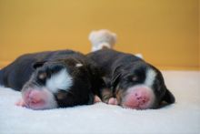 Valentina-und-Valentino