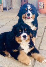 Valentino--Valentina