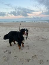 5b07b855-4aa8-4921-9661-019582d01e0eWickie