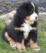 Giacomo8W