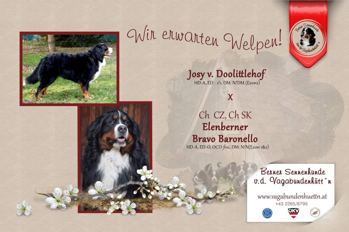 Wir-erwarten-Welpen-Josy-x-Baronello